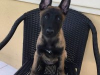 Belçika Malinois Yavrularımız