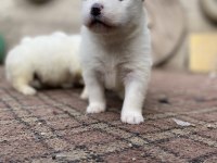 Kar beyaz samoyed yavrular ırk ve sağlık garantili