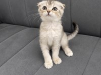 Scottish Fold Bebek