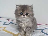 Mükemmel kalitede british longhair bebekler hemen teslim