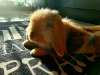 4 yaşında lop tavşanımız sahiplendirilecektir