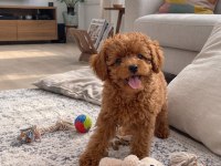 Toy Poodle Yavrumuz