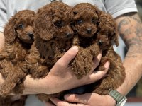 Petmode den toy poodle yavrular ziyarete açık