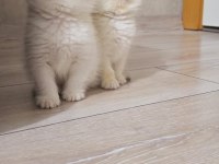 British shorthair yavrular üst kalite show her kodda yavru