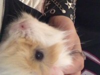 yavru ginepig dişi
