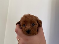 16 Kasım doğumlu toy poodle