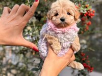 Süslü bebek maltipoo