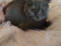 British Shorthair Yavrularımız