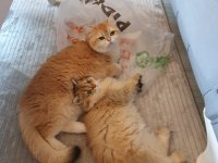 British Longhair Golden ny12 Erkek Yavrumuz