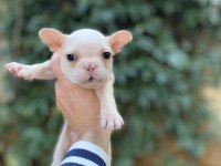 Güzeller Güzeli Çok Sevimli French Bulldog Yavrular