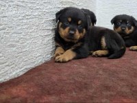 Rottweiler yavruları ırk garantilidir