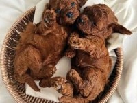 Irk Güzeli Toy Poodle Bebekler