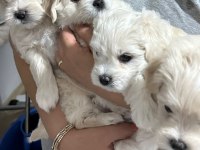 Orjinal maltese terrier bebekleri