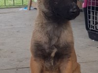 Malinois köpeğimiz