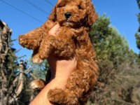 Sevimli poodle yeni yuvasını arıyor