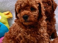 Harika Kore Poodle Yavruları Bebek Surat