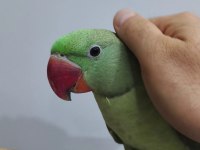 5 Aylık El Beslemesi Erkek Alexander Jumbo Boy Full Evcil