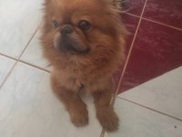 Acil sahiplendirmek istiyorum pekinez köpeğimi
