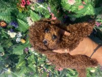 Efsane poodle yavrularımız