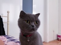 Dişi Scottish Fold Yetişkin