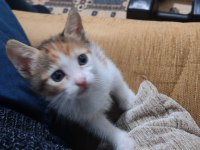 Kısır anne kedimiz ve yavruları