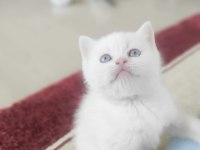 A kalite scottish fold yavrularımız