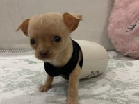 Teacup minyatür erkek chihuahua (şivava) bebek