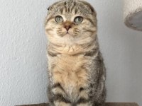 Show kalite Full Secereli Scottish Fold ve Straight