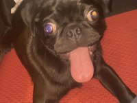 4 aylık bebek bi pug acil verilecek