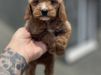 MALTİPOO YAVRULAR