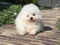Orjinal Pomeranian boo yavrularımız