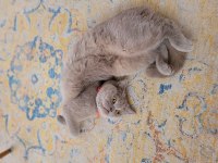 KEDİMİZ ŞEKER İÇİN ÖMÜRLÜK YUVA ARIYORUZ
