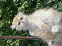Safkan British Longhair By12 ve Ny12 Yavrular
