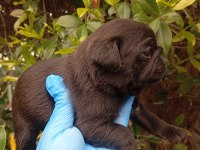 KARA ZÜMRÜT PUG MOPS SIFIR BURUN GÜL KUYRUK