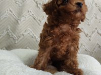 Biblo gibi poodle kızımız yeni yuvasını arıyor