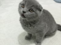 Erkek scottish fold miniğimiz