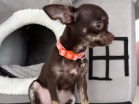 Harika 4 aylık choco dişi chihuahua elma kafa