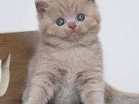 Latte Lilac british shorthair