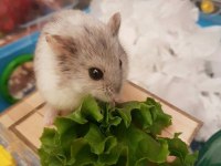 Aynı Gün Adrese Teslim Hamster Yavru ve Setleri