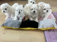 KOREAN MALTESE 1.250 gram
