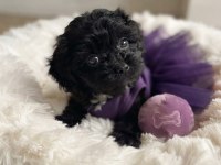 Özel renk black maltipoo kore yavrular
