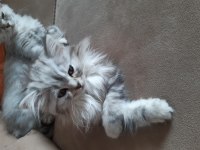Chinchilla kedilerim yeni yuvasını arıyor