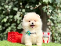 Pomeranian Boo Teddy Bear Saf En Mini Yavrular