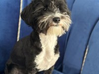 Ücretsiz sahiplenme morkie 1,5 yaşında
