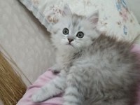 ERKEK CHİNCHİLLA SİLVER YAVRULARIMIZ