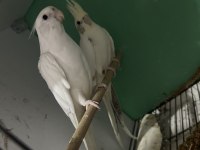 11 Aylık clear pied sultan papağanı