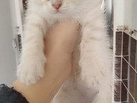 Uygun fiyata verilecek iran kedisi
