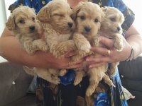 Maltipoo 0 numara köpekler