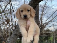 Dünya tatlısı Golden retriever yavrularım