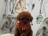 Kore Kan Poodle Bebekler